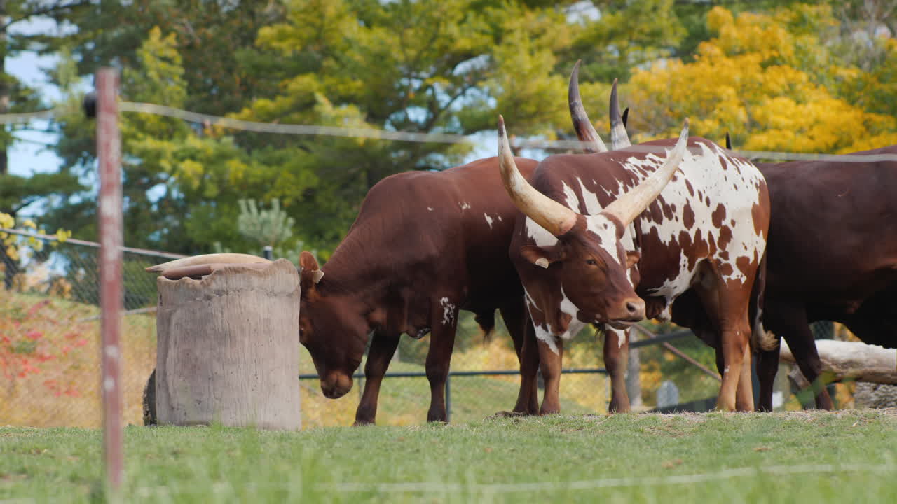 ganado ankole watusi