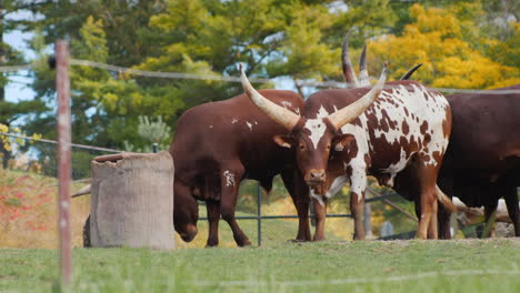 Ankole-Watusi-Cattle