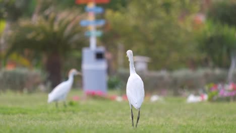 white cattle egret wild bird, also known as bubulcus ibis, walking on green lawn at hotel yard in summer