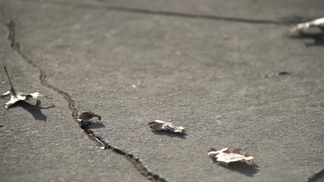 close-up leaves blowing in strong wind on walkway in city on pathway ground - dry leaves blowing in wind with wind gusts and moving across concrete ground early winter late winter late fall