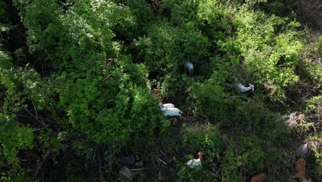 Draufsicht-Auf-Ziegen,-Die-Im-üppigen-Grünen-Wald-Grasen---Drohnenaufnahme