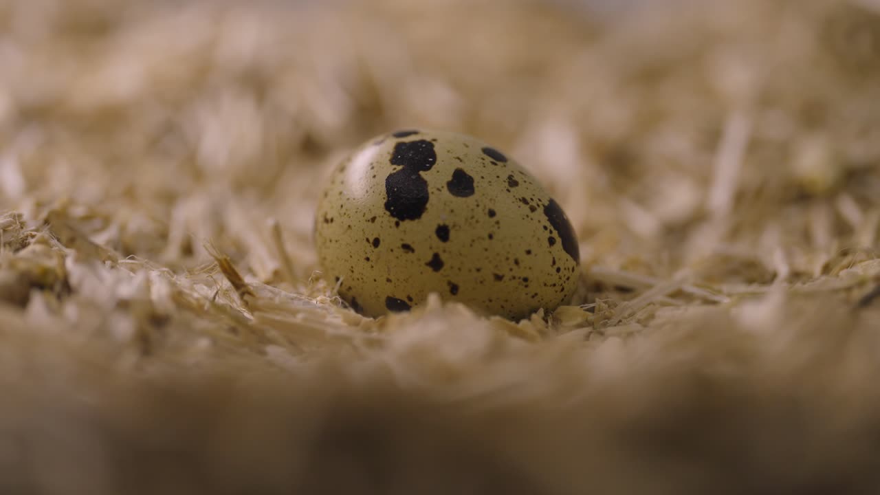 Quail eggs on straw litter