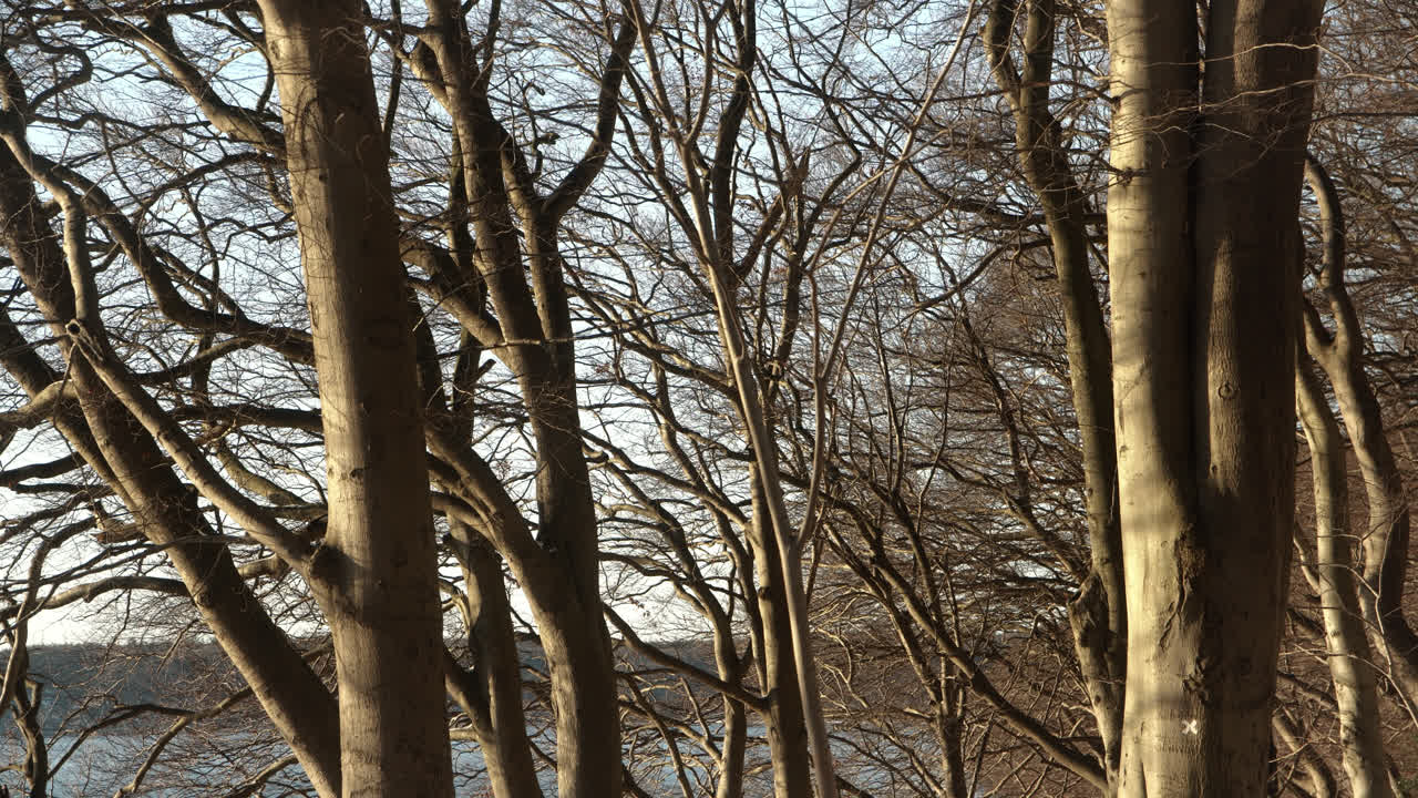 árboles sin hojas en la tranquila mañana de invierno junto al bosque del mar