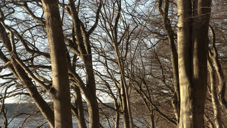 Trees without leaves at peaceful winter morning by the sea forrest