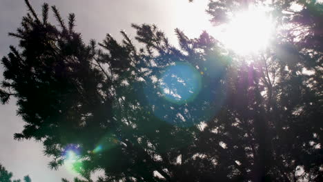 sun flare beaming through the leaves of a pine tree in slow motion