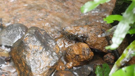 a jungle stream water trickling through the rocks as the rain falls in a pristine jungle habitat in india with ferns growing around