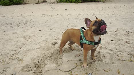 französische bulldogge hat eine schöne zeit am meer