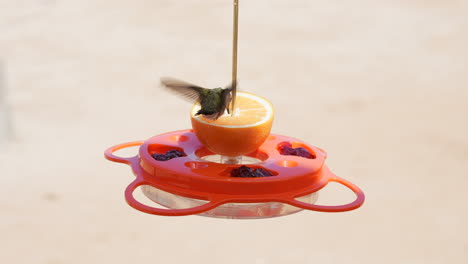 Un-Colibrí-De-Barbilla-Negra-Hembra-Alimentándose-En-Un-Alimentador-De-Frutas-Y-Gelatina-De-Naranja---Cámara-Lenta