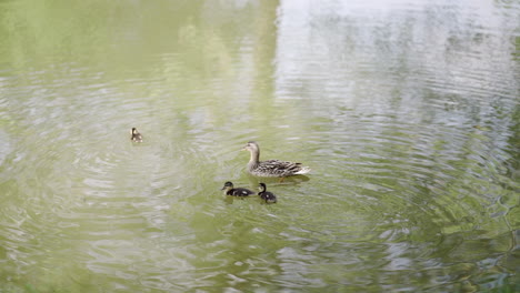 duck with ducklings swimming in a serene pond, ripples on water and green reflections creating a peaceful natural scene