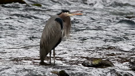 slow motion of great blue heron in deschutes river and drinking water