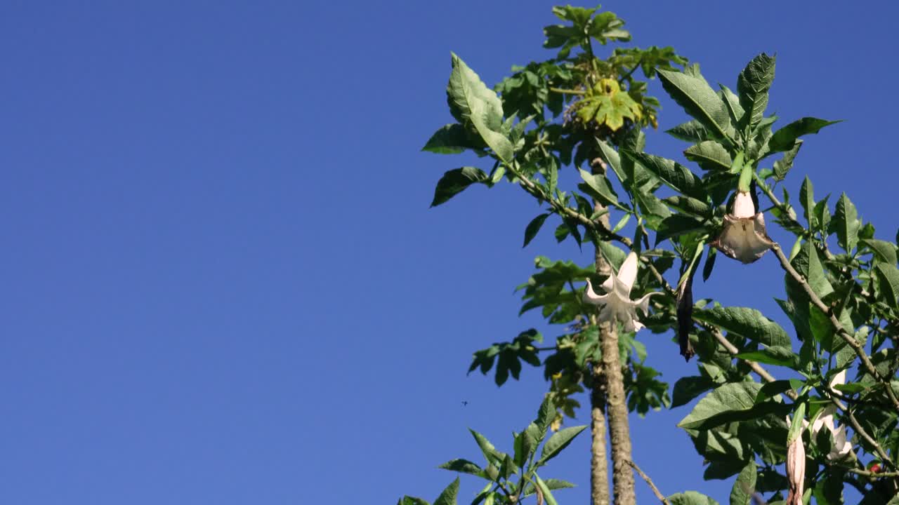 Static shot of a floripondio tree with white trumpet-shaped flowers and green leaves, standing against a clear blue sky