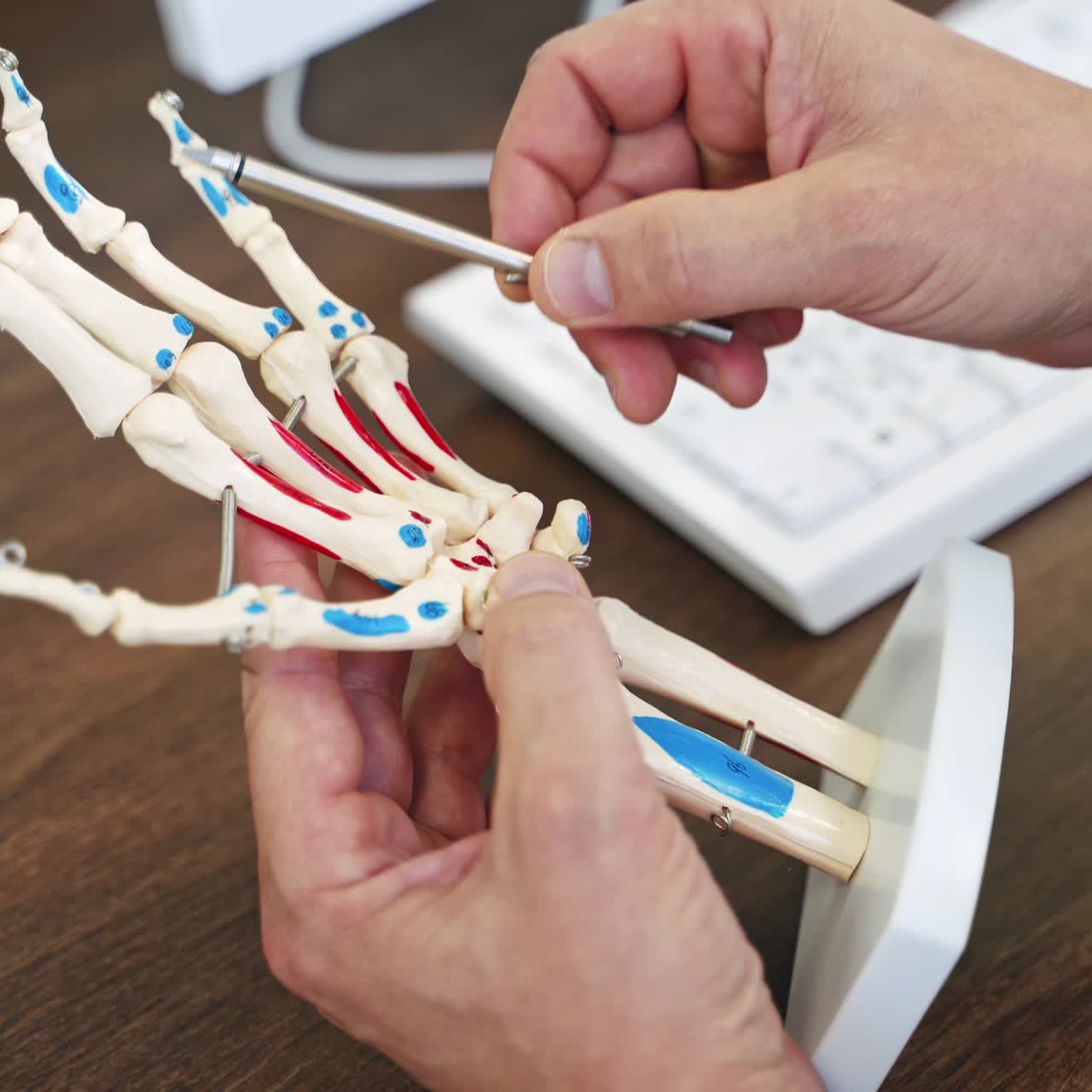 Medical doctor pointing on model