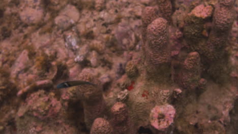 Bluehead-Wrasse-Swimming-In-The-Coral-Reef-Under-The-Sea