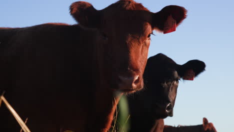 three free range cows looking away while grazing in a field on a livestock farm during morning golden hour