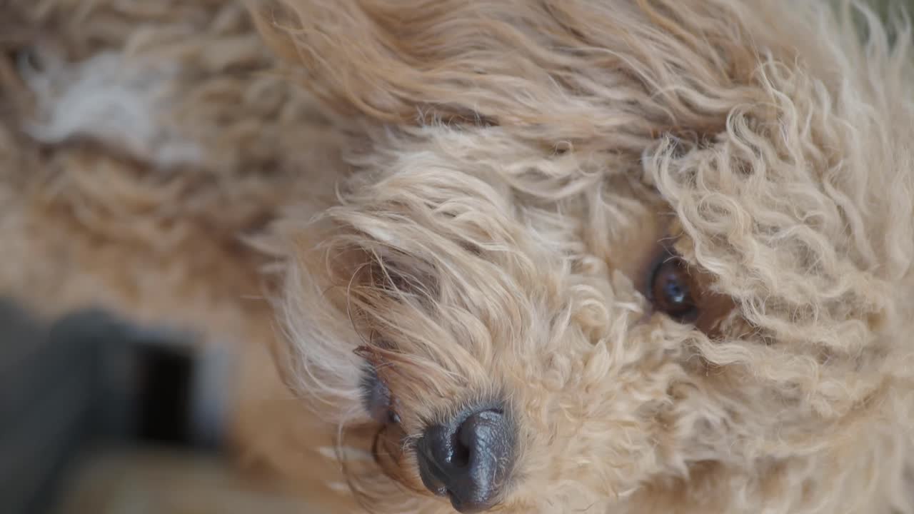 Close-up of a poodle's face