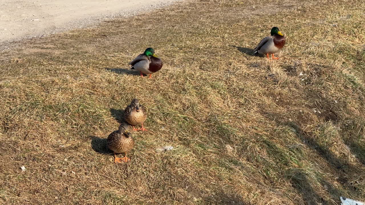 Group of mallard ducks resting on dry grass