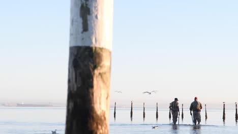 slow motion of fisherman walking through shallow water in search of bait