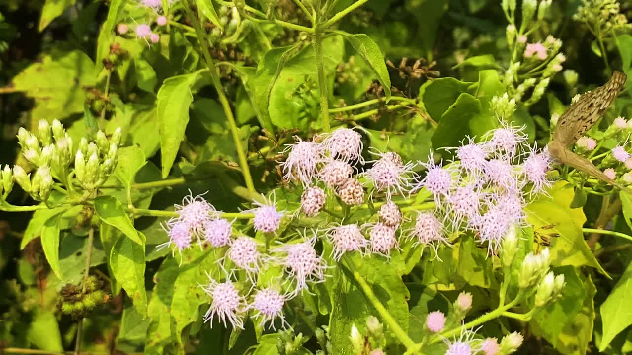 Grey Pansy, Species Of Nymphalid Butterfly In South Asia. Close-up Shot