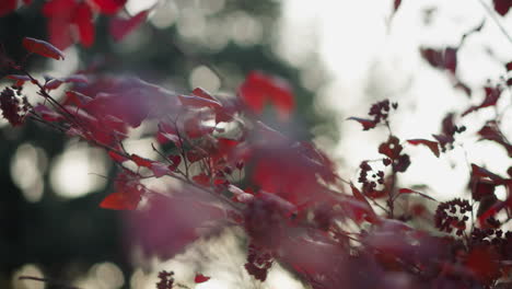 red autumn leaves sway gently in breeze, showcasing vibrant seasonal transition, rich hues contrast against soft-focus background of green trees, capturing warmth and beauty of nature