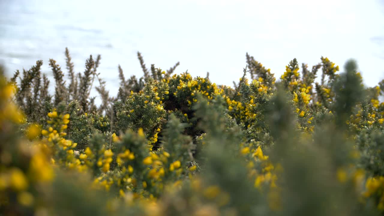 Slow motion shot of furze moving in wind, Howth Ireland