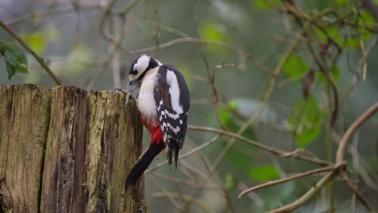 Woodpecker twitches while perched on side of trunk, red crown visible in soft forest light