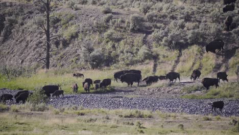 herd of bison running down a hill