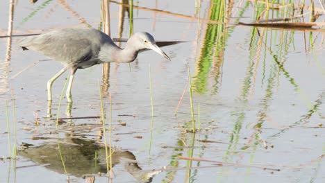 Pequeño-Pájaro-Garza-Azul-Caminando-En-Aguas-Poco-Profundas-En-Busca-De-Comida-Para-Alimentar