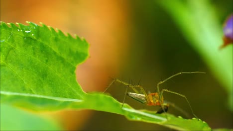 araneus diadematus. spider cross-shaped in summer forest. genus of araneomorphic spiders of orb-web family araneidae. spider araneus close-up on a web against a background of green nature