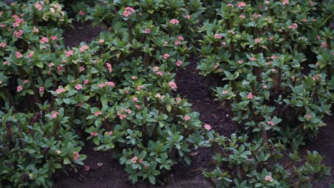 arbusto de tamaño mediano con pequeñas flores rosadas en un jardín, estático 4k