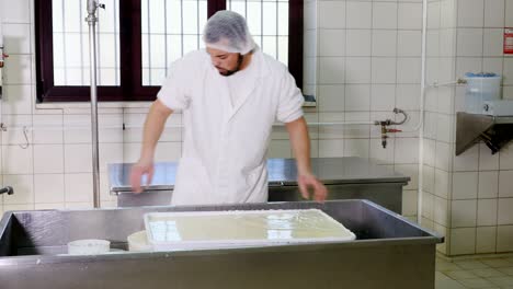 cheese maker putting fresh cheese in the molds- cheese factory