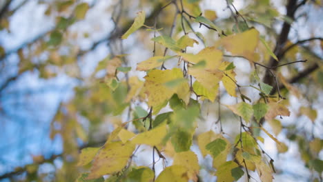Skyward-shot-of-branches-with-yellow-and-green-leaves-waving-in-slow-motion