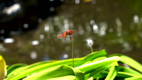 Close-up-video-of-a-red-dragon-fly-moving-it's-eyes,-wings,-and-body