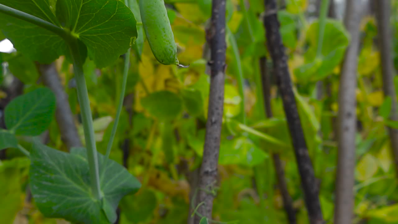 Baccelli di verdure mature appesi ai fusti delle piante con uno sfondo sfocato del giardino.