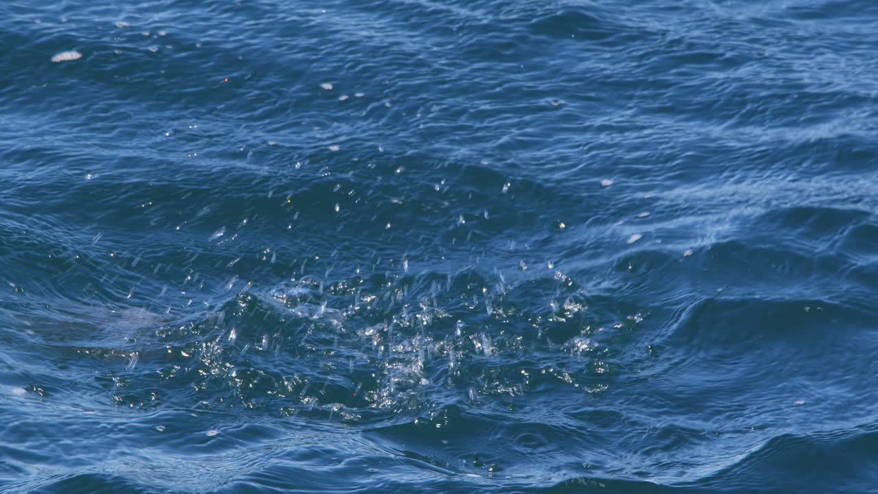 희귀하고 멸종 위기에 처한 후드 그레브는 물 위에 떠다니며 다이빙을 하고 깊숙이 뛰어들습니다.