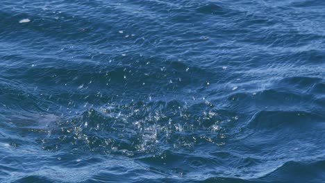 Rare-and-endangered-Hooded-grebe-floating-on-the-water-takes-a-dive-and-plunges-deep