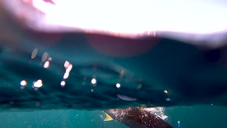 vista submarina de cola amarilla golpeando contra el señuelo crankbait nadando