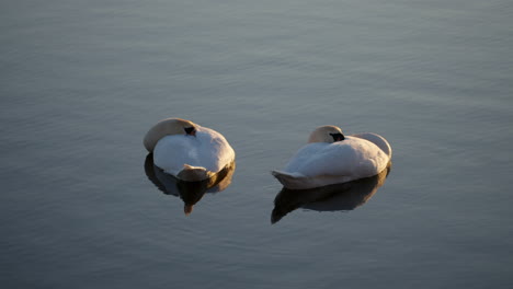 two adult swans sleeping curled up on themselves floating on a pond at sunrise