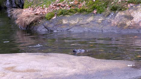 two seals in a pond