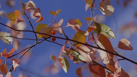 autumn leaves and berries against a blue sky