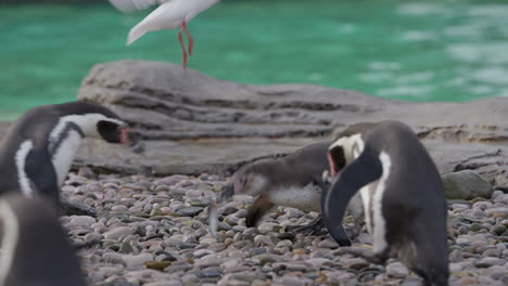 Nahaufnahme-Eines-Jungen-Humboldt-Pinguin-Kükens,-Das-Im-Zoo-Mit-Fischen-Gefüttert-Wird,-Die-Von-Einer-Kolonie-Mit-Markierungen-Umgeben-Sind