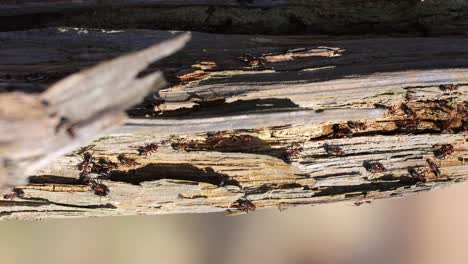 branch-with-aggressive-red-wood-ants