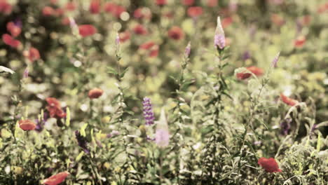 hermoso prado de flores silvestres en flor