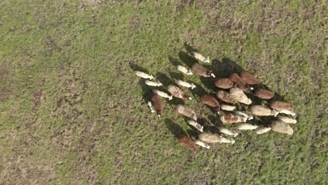 aerial drone view of brown and white sheep grazing on the green mountain alps meadow