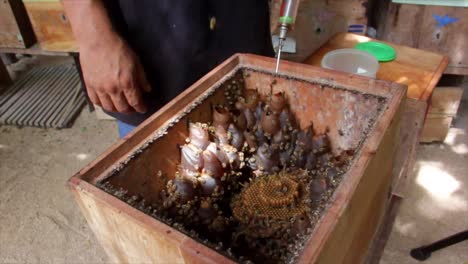 man apiculturer is taking some honey inside the honeycomb