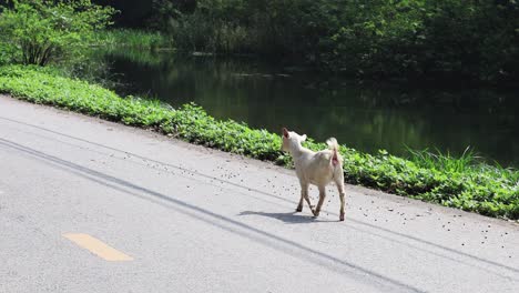 a lone goat walks beside a lush roadside.