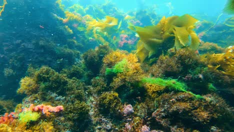 A-mysterious-and-grandiose-kelp-forest-shelters-the-wealth-of-oceanic-species