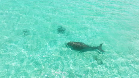 aerial view of sea cow swimming in turquoise ocean in moso island, vanuatu - drone shot