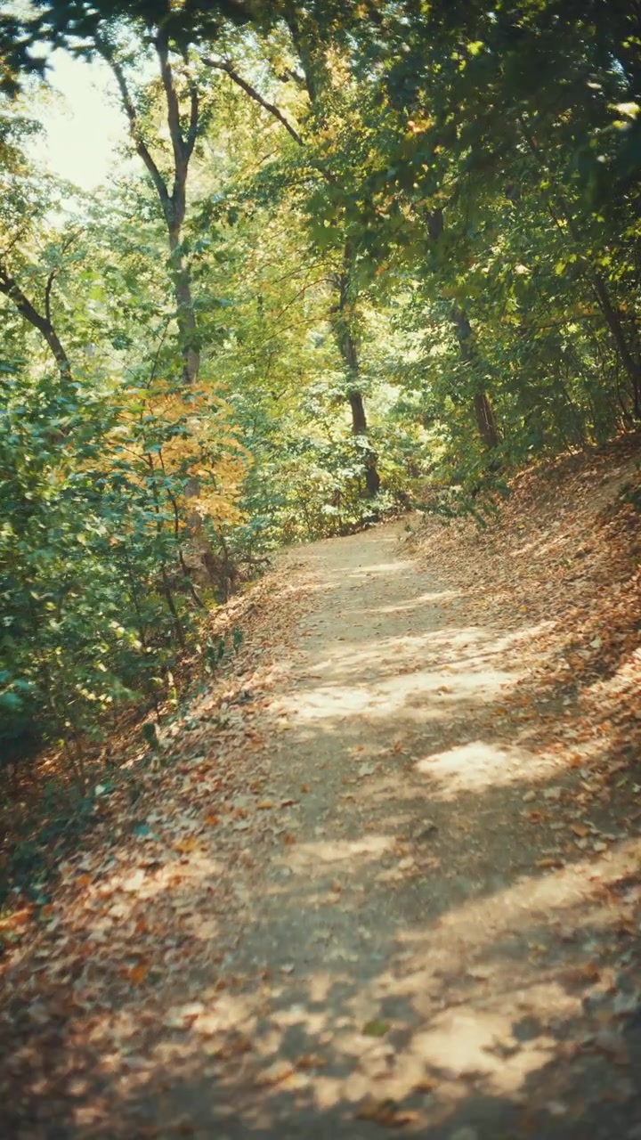 Una ripresa video verticale nostalgica, che segue fluidamente un sentiero sterrato tortuoso in una fitta foresta verde, illuminata dalla calda luce solare che filtra attraverso la chioma degli alberi in una giornata estiva