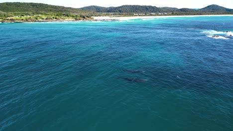 two humpback whale surface close to a scenic coastal headland and popular holiday spot