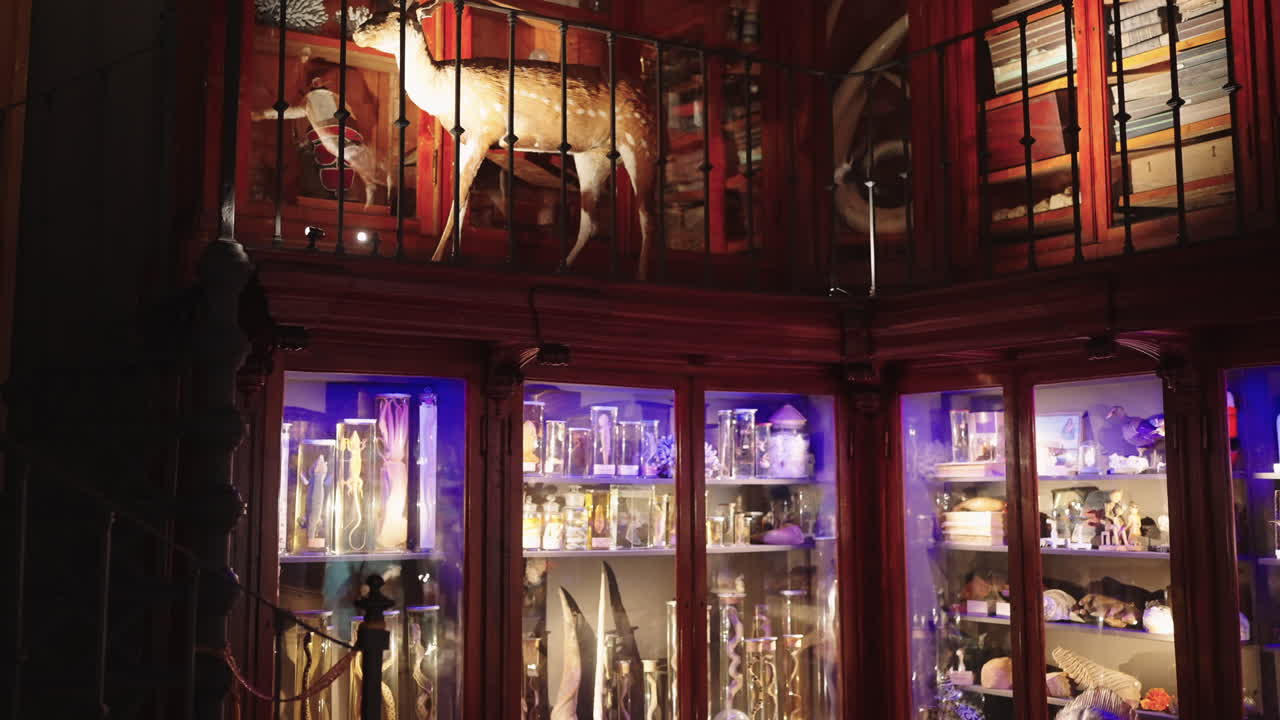 동물 표본과 전시물이 있는 자연사 박물관